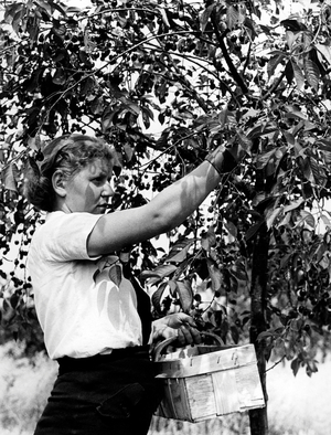 BDM girl during cherry harvest, 1939 (b/w photo)
