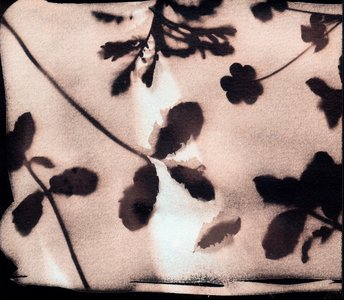 Nature., 2023 (cyanotype, mixed media)