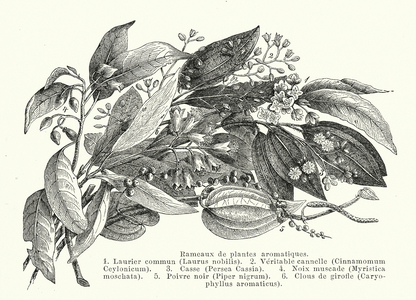 Rameaux de plantes aromatiques (engraving)
