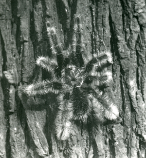 A Trinidad Chevron Tarantula on the bark of a tree trunk, London Zoo, October 1926 (b/w photo)