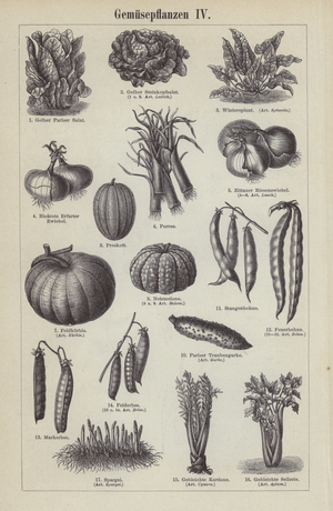 Vegetables (engraving)