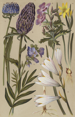 Alpine flora (chromolitho)