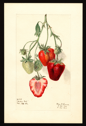 Strawberries. Fragaria: Golden Gate (watercolour on paper)