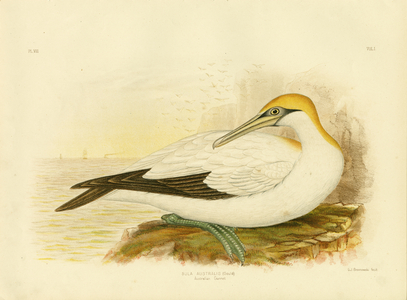 Australian Gannet, 1891 (colour litho)