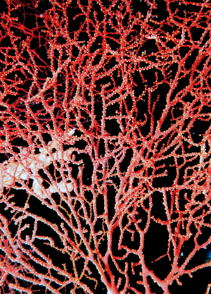 Gorgonian
