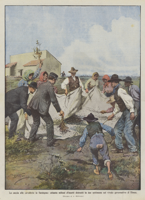 The hunt for grasshoppers in Sardinia, eighty million insects destroyed in two weeks in  (colour litho)