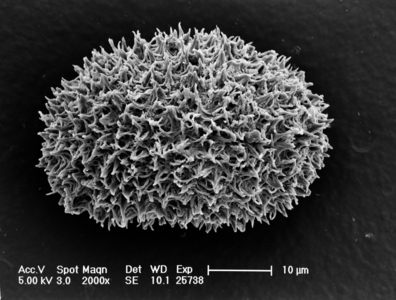Cystopteris diaphana