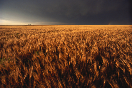 United States, Kansas, Summer thunder storm approaches wheat field, 2022 (photo)