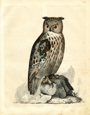 Tawny Owl on Rocks (hand-coloured engraving)