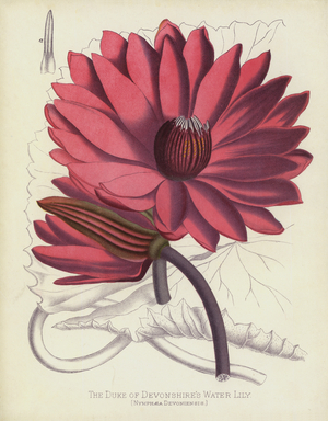 The Duke of Devonshire's Water Lily, Nymphaea Devoniensis (chromolitho)