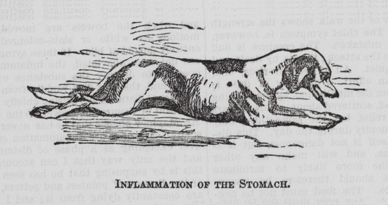 Inflammation of the Stomach (engraving)