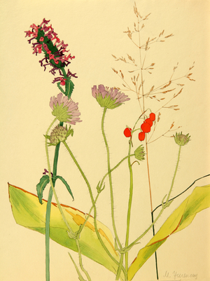 Wild Flowers, 1950 (gouache on paper)