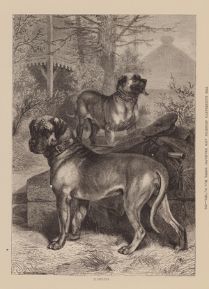 Mastiffs (engraving)