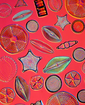 Diatoms