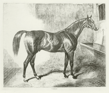 Venison, foaled 1833 (b/w photo)