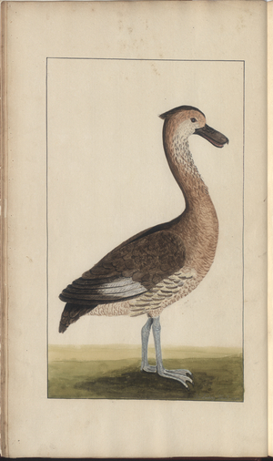 A page from the 'Elegancies of Jamaica', Vol V, 5, 1759-1780s (w/c on paper)
