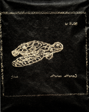 (80.15 W) Loggerhead Sea Turtle, 2010 (carbon paper drawing)