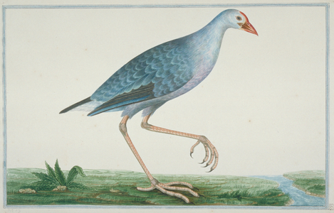 Porphyrio porphirio poliocephalus