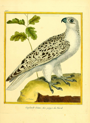 White Gyrfalcon from the Northern Countries (print)