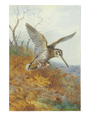 Woodcock and Young, 1908 (pencil & watercolour heightened with bodycolour & touches of gum arabic on paper)