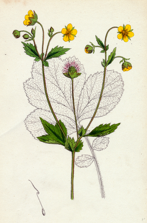 Geum Intermedium Intermediate Avens