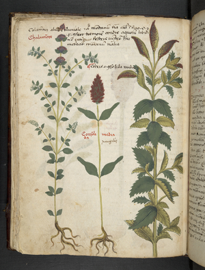 Add MS 41623 f.30v 'A herbal', Belluno (ink & colour on vellum)
