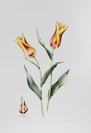 Tulip Mona Lisa (w/c on paper)