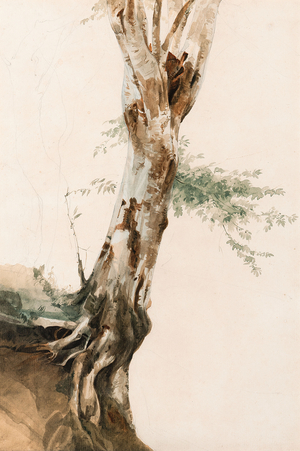 Study of a Tree (w/c over an under drawing in graphite)