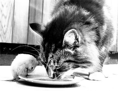Cat eats together with mouse from plate, England, Great Britain, 1967 (photo)