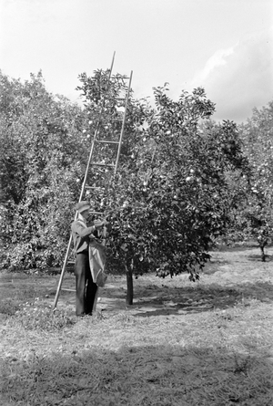 Orange picking in Polk County, Florida, 1937 (b/w photo)