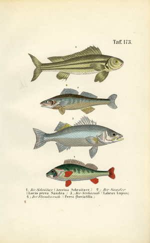 Native Freshwater Fish, 1850 (lithography)