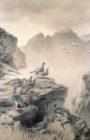 Ptarmigan, 1870 (charcoal on paper)