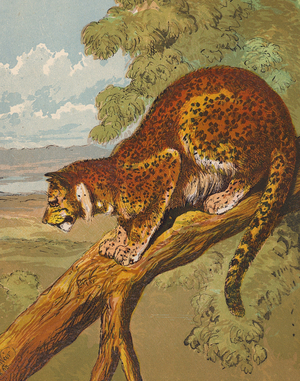Leopard (colour litho)