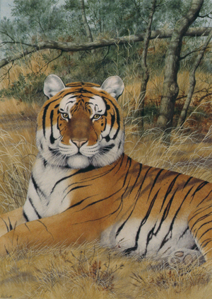 Tiger (colour litho)