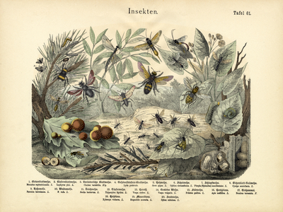 Insects, c.1860 (colour litho)