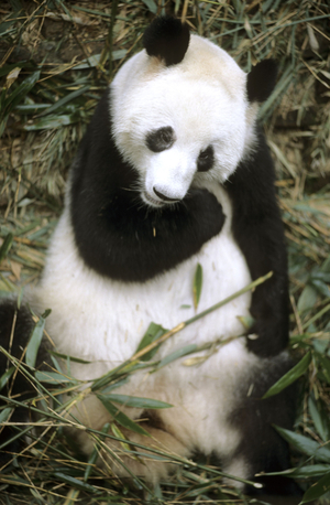 Giant Panda eating bamboo at the Breeding Research Base - Chengdu - Sichuan Province, China