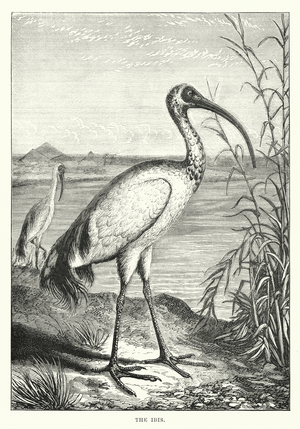 The ibis (engraving)