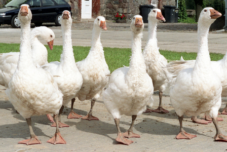 20.06.1995, Kerkow, Brandenburg, GER - Geese running freely on an estate. (outside ..., 1995 (photo)