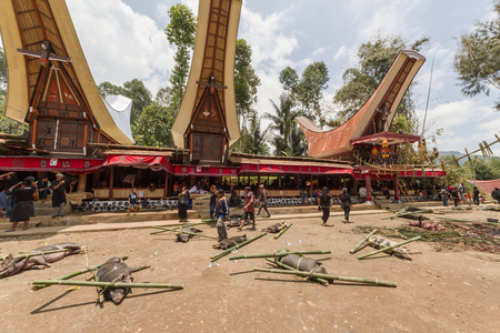 Pigs tied to bamboo sticks at the rante (photo)