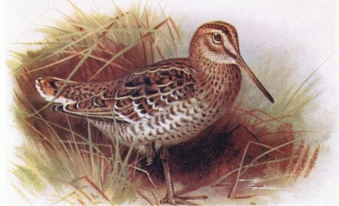 Great Snipe, from Birds of the British Isles and Their Eggs published by Frederick Warne & Co Ltd, 1958 (colour litho)