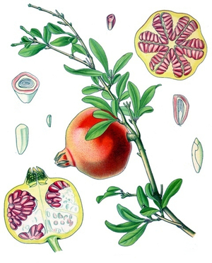 Germany: Punica granatum - Pomegranate - from Kohler's Medizinal Pflanzen, 1887
