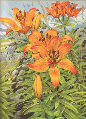 Orange Lily