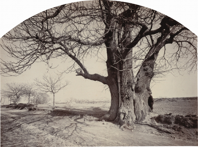 Large Chestnut Tree on the Side of a Road,c.1875-1880 (photo)