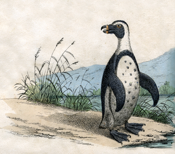 Magellanic Penguin, from The Natural History of Animals, 1859 (hand-coloured engraving)