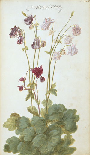Aquilegia