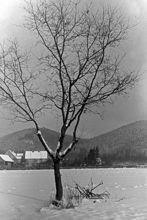 A single tree on a snowed in plain with houses and hills in the background, Germany 1930s (b/w photo)