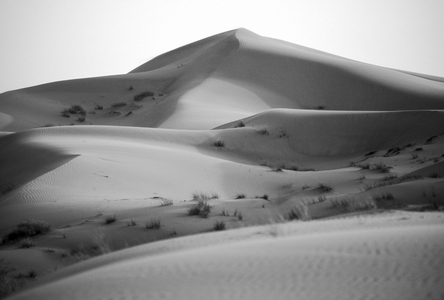 Hardy desert plants, Namib 2008 (photo)