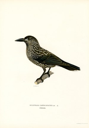 Eurasian nutcracker (colour litho)
