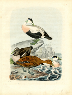 Northern European Waterfowl (engraving)