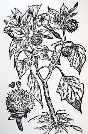 Datura Stramonium